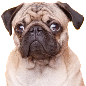 Pug